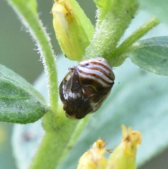 Clastoptera obtusa