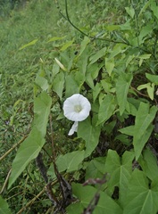 Calystegia sepium sepium