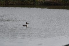 Podiceps cristatus