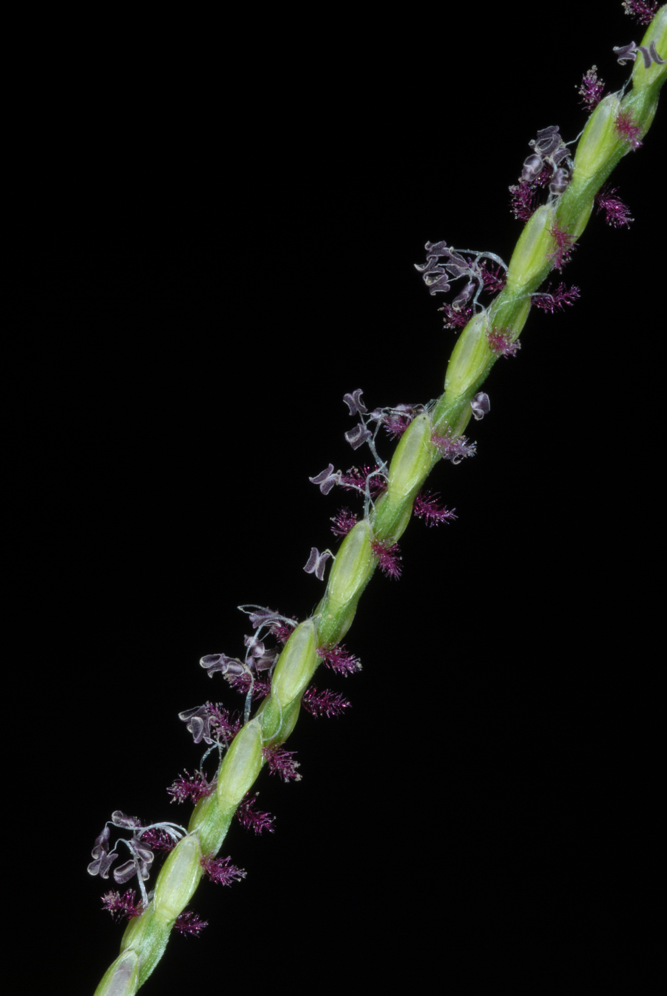 Axonopus fissifolius