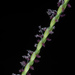 Common Carpetgrass - Photo (c) Douglas Goldman, some rights reserved (CC BY-NC), uploaded by Douglas Goldman