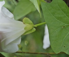 Calystegia sepium sepium