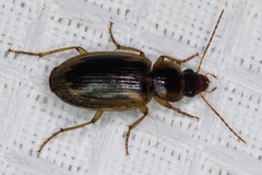 Tanystoma maculicolle