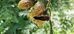 Erebia euryale