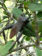 Acanthocephala thomasi