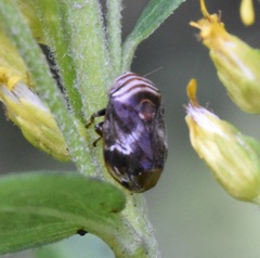 Clastoptera obtusa