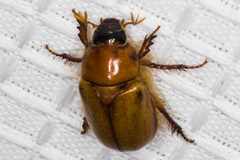 Cyclocephala pasadenae