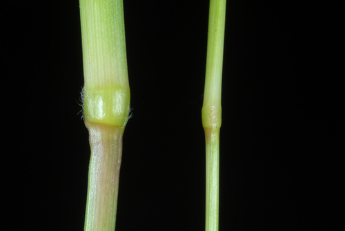 Axonopus fissifolius