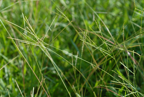Axonopus fissifolius