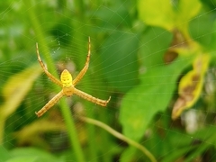 Argiope aemula