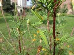 Mantis religiosa