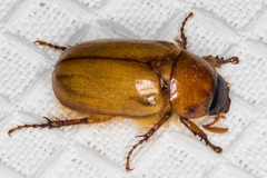 Cyclocephala pasadenae