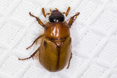 Cyclocephala pasadenae