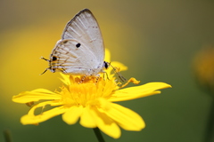Hypolycaena ithna
