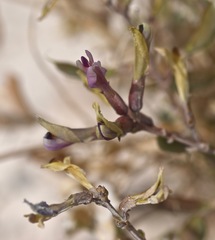 Astragalus preussii