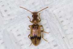 Notoxus desertus