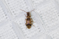 Notoxus desertus