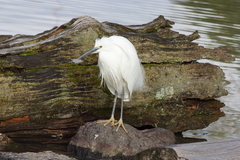 Egretta garzetta