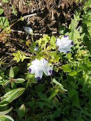 Nemophila maculata
