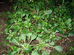 Saxifraga spathularis