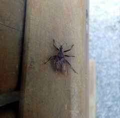 Insecta