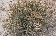 Astragalus preussii
