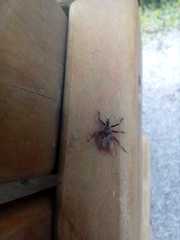 Insecta