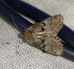 Mesoligia literosa