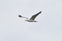 Larus fuscus