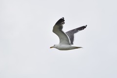 Larus fuscus
