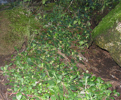 Saxifraga spathularis