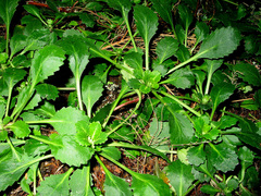 Saxifraga spathularis