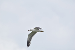 Larus fuscus