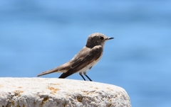 Muscicapa striata balearica
