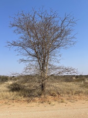 Senegalia senegal leiorhachis