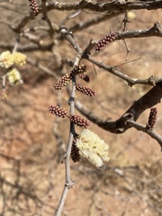 Senegalia senegal leiorhachis