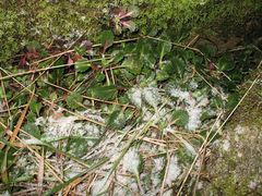 Saxifraga spathularis