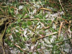 Saxifraga spathularis