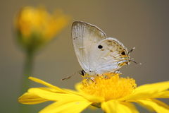 Hypolycaena ithna