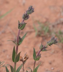 Penstemon albidus