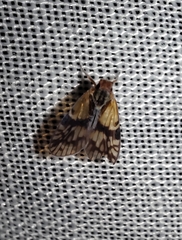 Bothriocera maculata