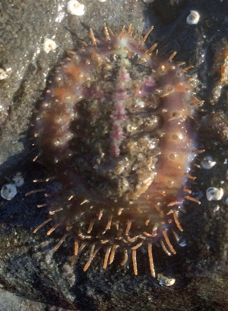 Veiled Chiton