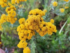 Tanacetum vulgare