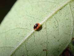 Coniopteryginae
