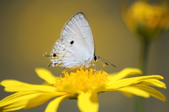 Hypolycaena ithna