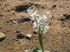 Moraea speciosa