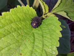 Chrysolina exanthematica