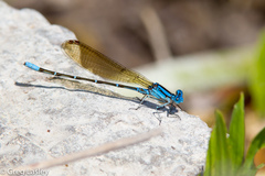 Argia rhoadsi