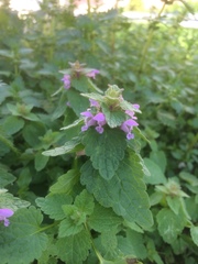 Lamium purpureum