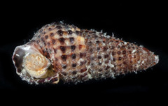 Cerithium alutaceum